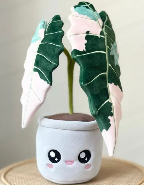 Peluche plante - Variété d'Alocasia Amazonica - Blushiez