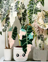 Blushiez BLUSHIEZ-PEL-AlocasiaAmazonica Peluche plante - Alocasia Amazonica panachée - Blushiez vendu par Veille sur toi