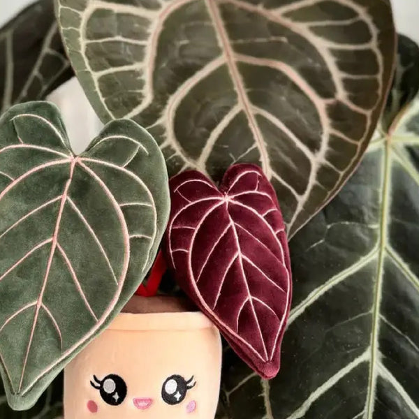 anthurium rouge bouture Peluche plante - Anthurium Crystallinum rouge