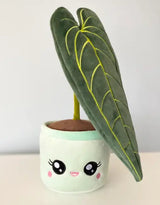 Blushiez BLUSHIEZ-PEL-AnthuriumQueen Peluche peluche - Anthurium 'Queen' - Blushiez vendu par Veille sur toi