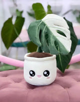 Blushiez BLUSHIEZ-PEL-MonsteraDeliciosaAlboV Peluche plante - Monstera Deliciosa 'Albo Variegata'  - Blushiez vendu par Veille sur toi