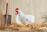 Living Nature AN379 Grande peluche - Coq - Living Nature vendu par Veille sur toi